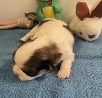 Imperial Love bug, a female Shih Tzu for sale in Lexington, NC – Photo 5 of 8