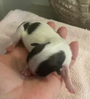 Imperial Love bug, a female Shih Tzu for sale in Lexington, NC – Photo 5 of 10