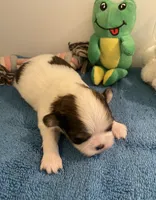 Imperial Love bug, a female Shih Tzu for sale in Lexington, NC – Photo 8 of 8