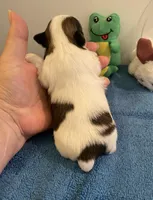 Imperial Love bug, a female Shih Tzu for sale in Lexington, NC – Photo 6 of 8