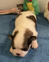 Imperial Love bug, a female Shih Tzu for sale in Lexington, NC – Photo 2 of 8