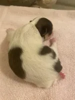 Imperial Love bug, a female Shih Tzu for sale in Lexington, NC – Photo 10 of 10