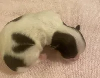 Imperial Love bug, a female Shih Tzu for sale in Lexington, NC – Photo 6 of 10