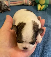 Imperial Love bug, a female Shih Tzu for sale in Lexington, NC – Photo 3 of 8