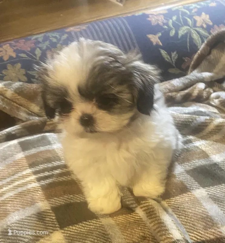 Imperial Madison  – Shih Tzu puppy for sale in Lexington, NC