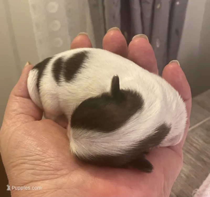 Love bug – Shih Tzu puppy for sale in Lexington, NC