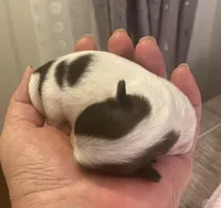 Imperial Love bug, a female Shih Tzu for sale in Lexington, NC – Photo 1 of 10