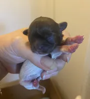 Imperial Julie, a female Shih Tzu for sale in Lexington, NC – 2 of 8
