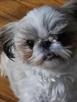 Sophie, a female Shih Tzu for sale in Lexington, NC – 8 of 8