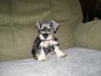 PIPER, a female Miniature Schnauzer for sale in Neosho, MO – 5 of 6
