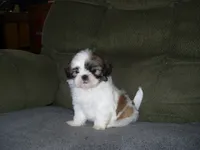 BENTLEY, a male Shih Tzu for sale in Neosho, MO – Photo 3 of 7