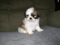 BENTLEY, a male Shih Tzu for sale in Neosho, MO – Photo 5 of 7
