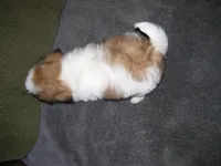 BENTLEY, a male Shih Tzu for sale in Neosho, MO – Photo 4 of 7