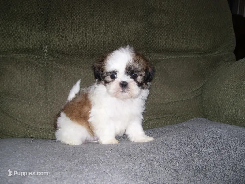 BENTLEY – Shih Tzu puppy for sale in Neosho, MO