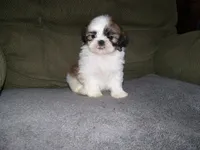 BENTLEY, a male Shih Tzu for sale in Neosho, MO – Photo 2 of 7