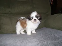 BENTLEY, a male Shih Tzu for sale in Neosho, MO – Photo 7 of 7