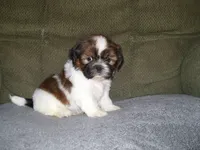 Scout, a male Shih Tzu for sale in Neosho, MO – 4 of 5