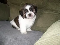JOHNNY, a male Shih Tzu for sale in Neosho, MO – 4 of 6