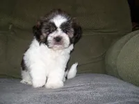 JOHNNY, a male Shih Tzu for sale in Neosho, MO – 2 of 6