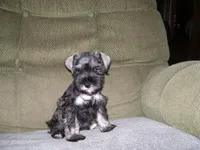 SADIE, a female Miniature Schnauzer for sale in Neosho, MO – 2 of 4