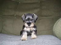 PIPER, a female Miniature Schnauzer for sale in Neosho, MO – 4 of 6