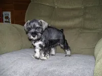 HARLEY, a male Miniature Schnauzer for sale in Neosho, MO – 4 of 5