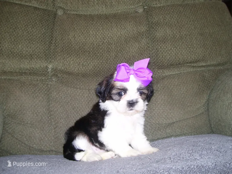 Gloria – Shih Tzu puppy for sale in Neosho, MO