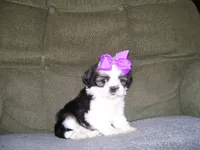 Gloria, a male Shih Tzu for sale in Neosho, MO – 1 of 4