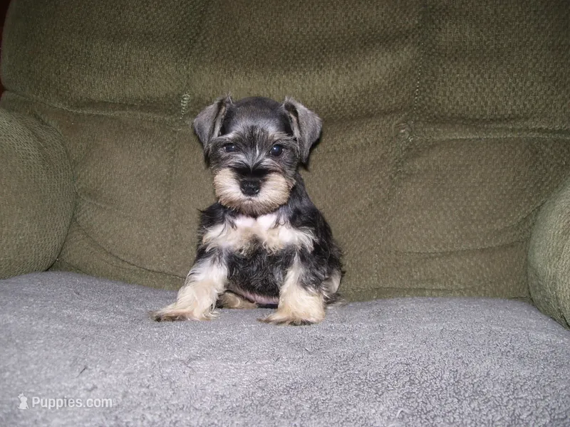 PIPER – Miniature Schnauzer puppy for sale in Neosho, MO