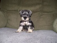 PIPER, a female Miniature Schnauzer for sale in Neosho, MO – 1 of 6