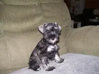 SADIE, a female Miniature Schnauzer for sale in Neosho, MO – 1 of 4