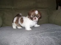 JASPER, a male Shih Tzu for sale in Neosho, MO – Photo 2 of 4