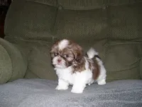 JASPER, a male Shih Tzu for sale in Neosho, MO – Photo 3 of 4