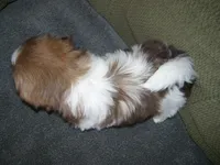 JASPER, a male Shih Tzu for sale in Neosho, MO – Photo 4 of 4