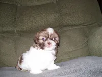 JASPER, a male Shih Tzu for sale in Neosho, MO – Photo 1 of 4