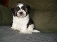 JOHNNY, a male Shih Tzu for sale in Neosho, MO – 5 of 6