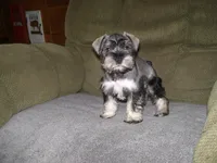 LUCY, a female Miniature Schnauzer for sale in Neosho, MO – 3 of 5