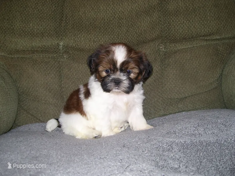 Scout – Shih Tzu puppy for sale in Neosho, MO
