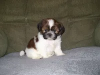 Scout, a male Shih Tzu for sale in Neosho, MO – 1 of 5