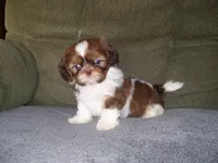 Murphey, a male Shih Tzu for sale in Neosho, MO – 1 of 4