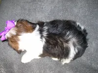 Gloria, a male Shih Tzu for sale in Neosho, MO – 4 of 4