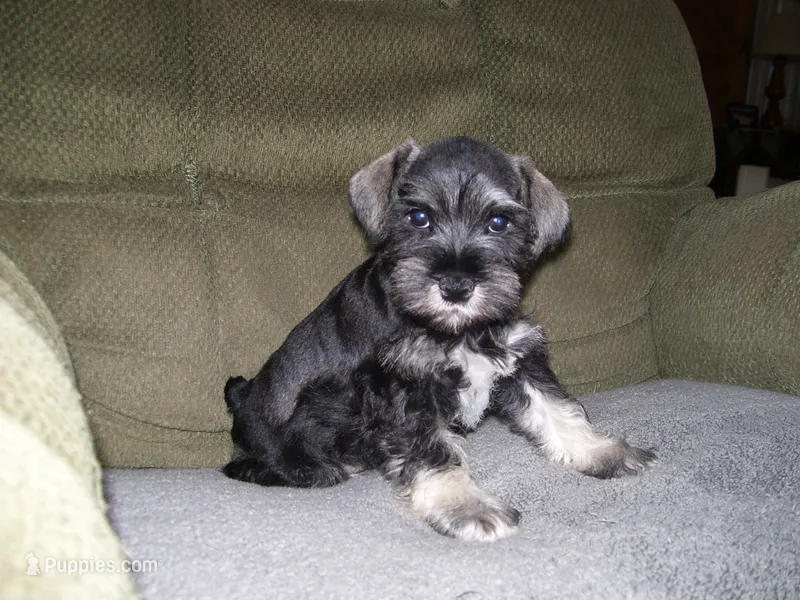 HARLEY – Miniature Schnauzer puppy for sale in Neosho, MO
