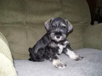 HARLEY, a male Miniature Schnauzer for sale in Neosho, MO – 1 of 5