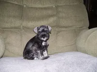SADIE, a female Miniature Schnauzer for sale in Neosho, MO – 4 of 4