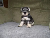 PIPER, a female Miniature Schnauzer for sale in Neosho, MO – 3 of 6