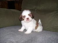 OAKLEY, a male Shih Tzu for sale in Neosho, MO – Photo 3 of 6