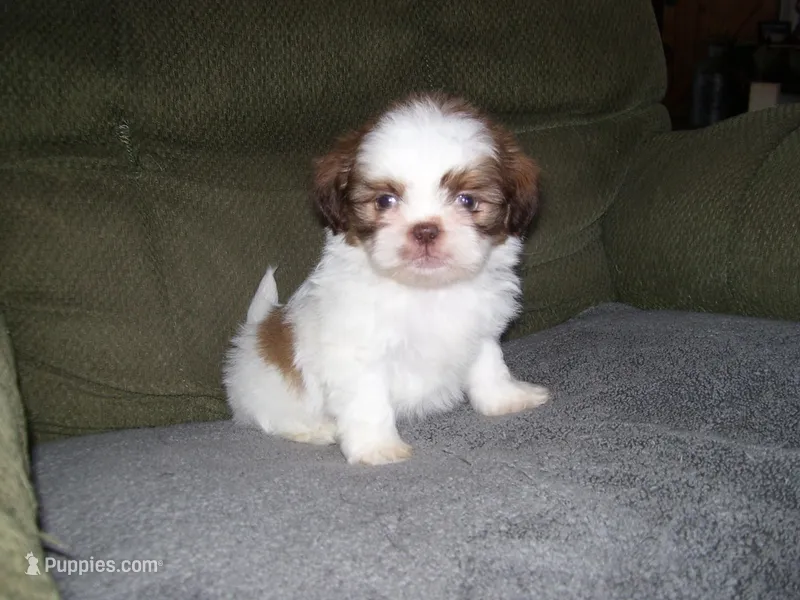 OAKLEY – Shih Tzu puppy for sale in Neosho, MO