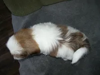 OAKLEY, a male Shih Tzu for sale in Neosho, MO – Photo 5 of 6