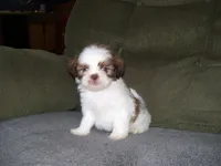 OAKLEY, a male Shih Tzu for sale in Neosho, MO – Photo 4 of 6