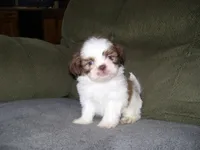 OAKLEY, a male Shih Tzu for sale in Neosho, MO – Photo 6 of 6